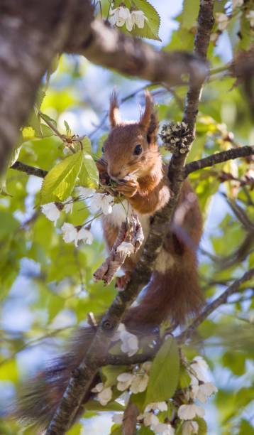 istock Vertical closeup of an adorable squirrel on a cherry blossom tree 1452568545