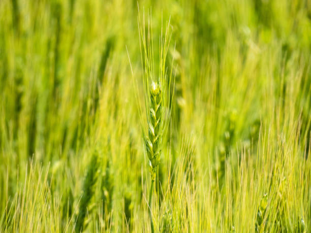 istock A field where growing wheat sways in the wind 1452569489