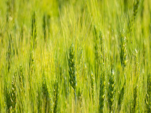 istock A field where growing wheat sways in the wind 1452569531