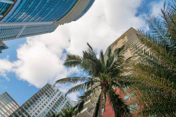 istock Low angle view of coconut trees outside the condominiums under the white clouds in Miami, Florida 1452569721