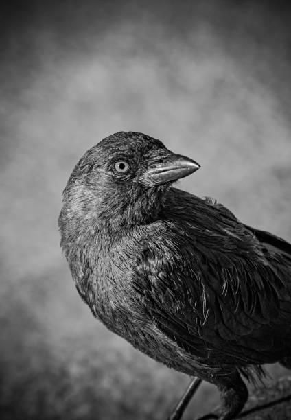 istock Close up of bird perching on street 1452569915