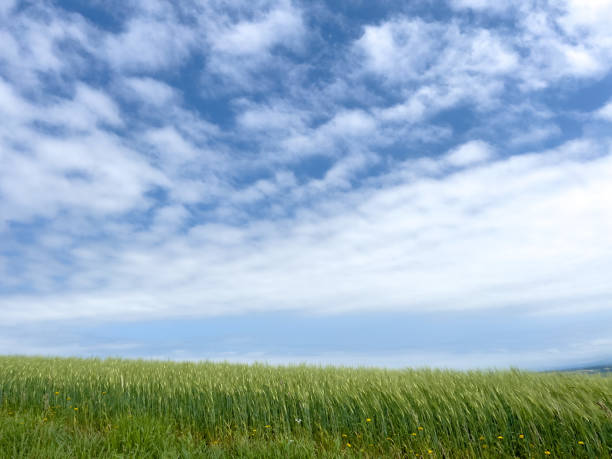 istock Clouds and the sky that spread over the wheat field 1452571652
