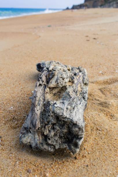 istock Vertical closeup shot of an old tree trunk on a sandy beach coast 1452572587