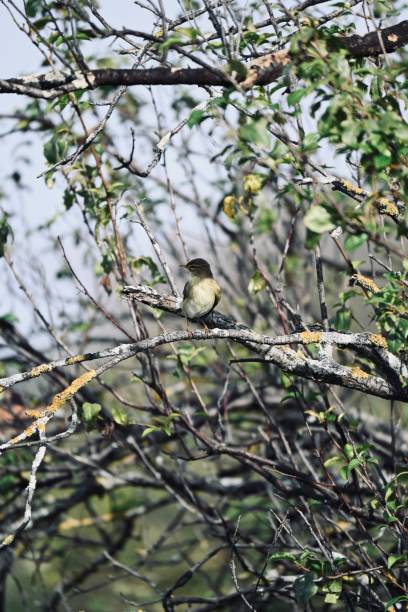 istock Closeup of a sparrow perched on a tree branch 1452572621