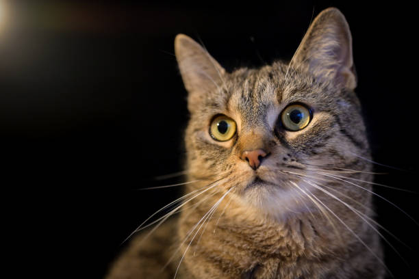 istock domestic cat portrait 1452574738