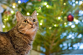 christmas cat portrait