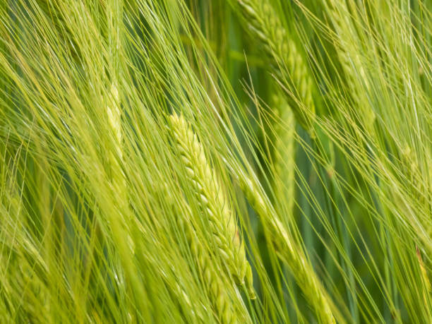 istock ears of wheat swaying in the wind 1452574837