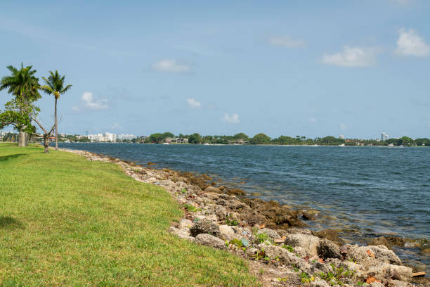 istock Shore with rocks, grass, and trees at Miami, Florida bay 1452575629