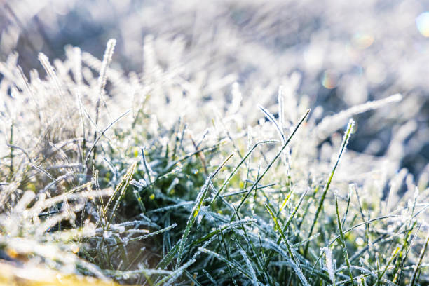 istock The grass is covered with frost in the sunlight 1452575767