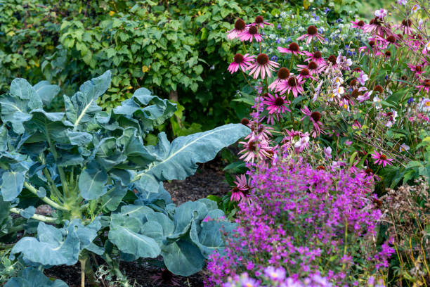 cottage garden with Echinacea Purpurea and kale