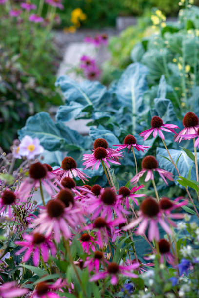 cottage garden, kitchen garden
