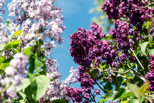 fluffy flowering branch of lilac with delicate flowers