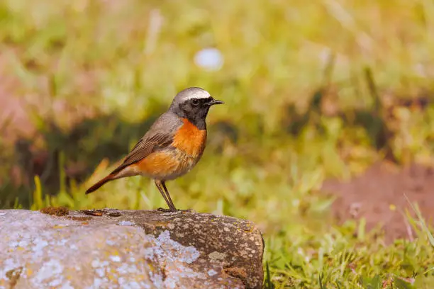 Royal redstart hopping on stone, with its restless tail, searching for insects to eat