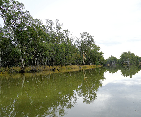 Mangrove forest in Banda Aceh
