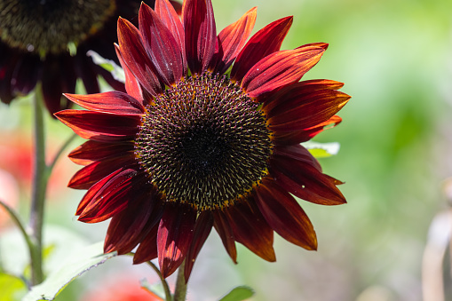 Close up of a red sun sunflower(helianthus annuus) head