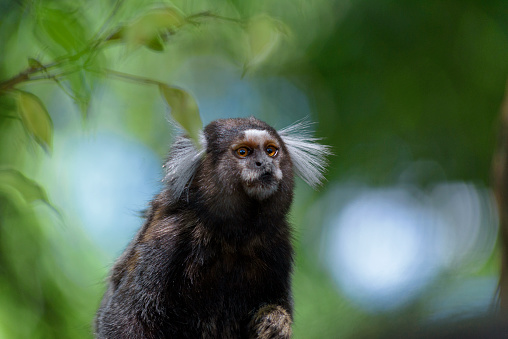 Sagui de Tufo Branco (Callithrix jacchus)  is a small primate common in northeastern Brazil