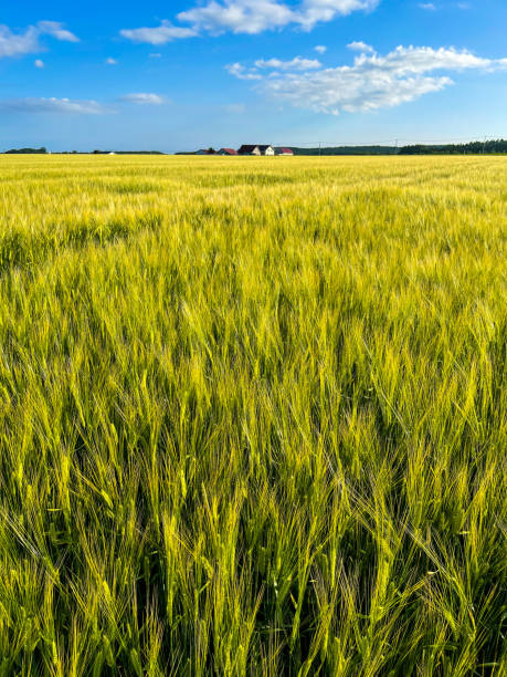 istock Wheat field with bright golden color 1452577481