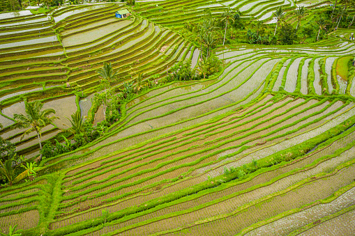 Rice plantation fields in Bali, Indonesia, view from above with the draws that the terraces form in the landscape.