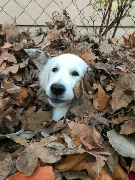 golden retriever blanco de raza pura juega al escondite en las hojas de otoño - golden retriever dog autumn leaf fotografías e imágenes de stock
