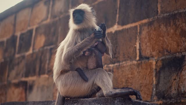 Indian monkey, langoor on the stone fort, eating and playing