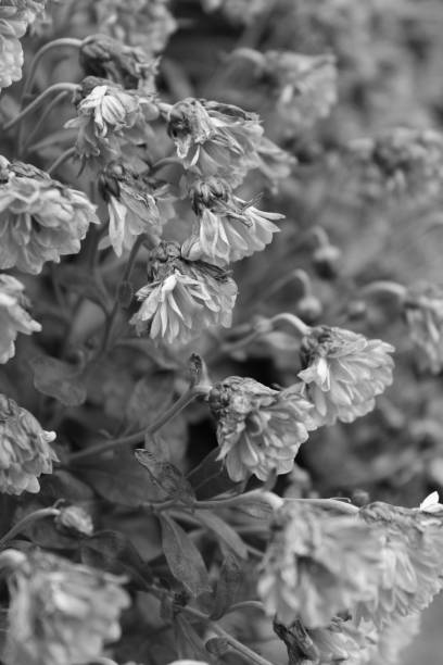 istock Vertical shot of wilted flowers in greyscale 1452581834