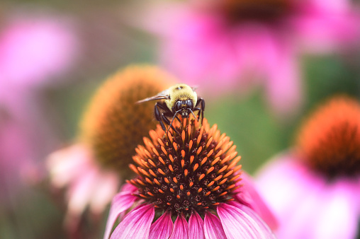 Bee pollinating flowers in spring