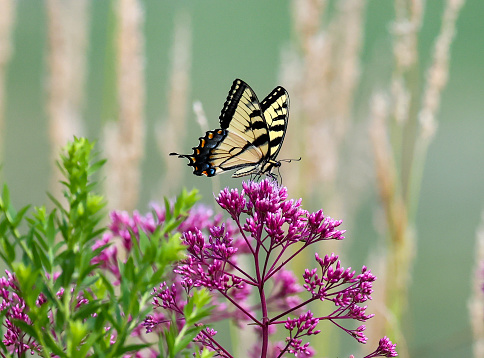 One male Eastern Tiger Swallowtail butterfly, Papilio glaucus, pollinating a purple summer bloom