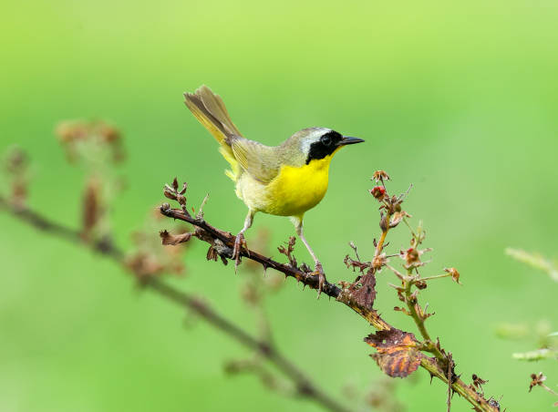 istock Common Yellowthroat, Geothlypis trichas 1452581959