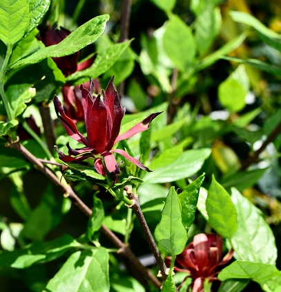 The fresh Calycanthus floridus 'Big George', Carolina allspice, sweetshrub
