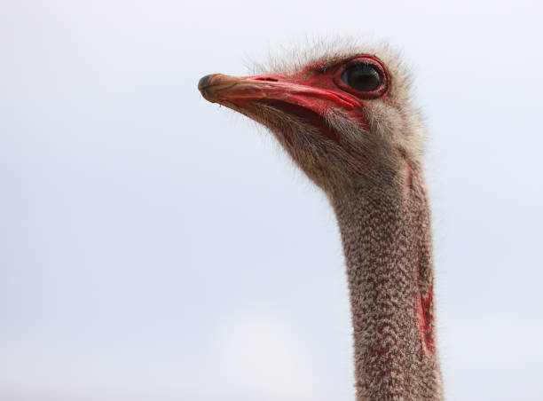 istock Close up of male ostrich head 1452581973