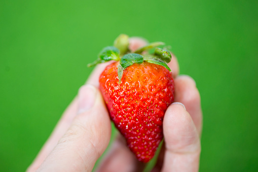 Closeup on an anonymous person's hand holding a fresh, organic, red strawberry in their fingers delicately on a green background.