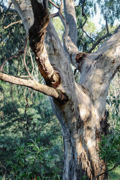 istock eucalyptus tree in australian bushland 1452582239