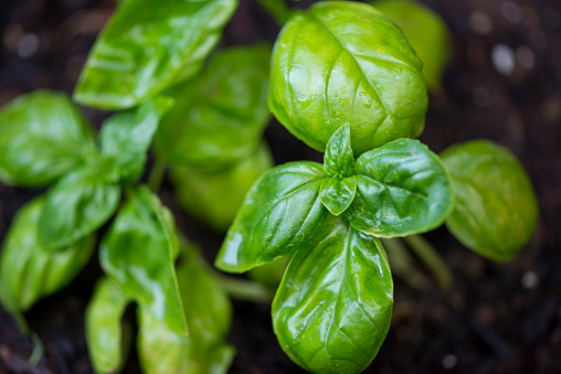 Macro closeup of green, basil plant leaves growing in an herb and vegetable garden outdoors in the summer.