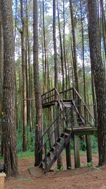 istock Mangunan Pine Forest on Yogyakarta Indonesia 1452586073