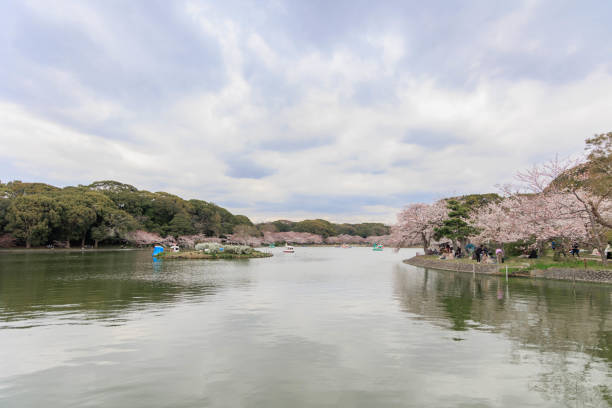 istock Akashi Park and cherry blossoms in spring 