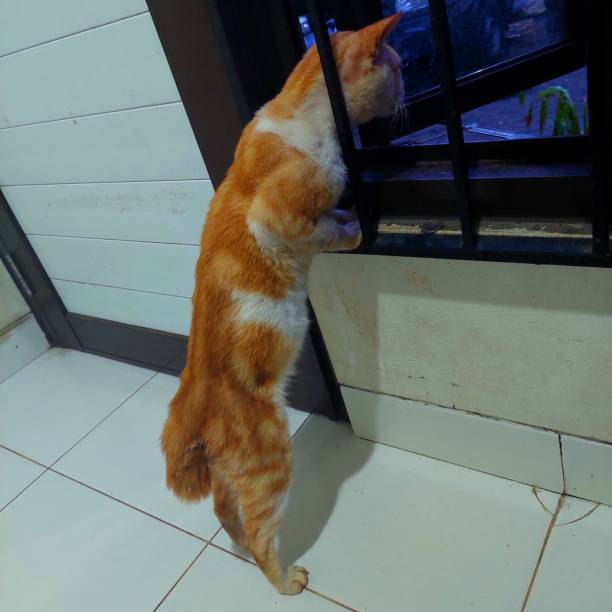 istock Cute orange cat is looking at the morning view from window 1452586220
