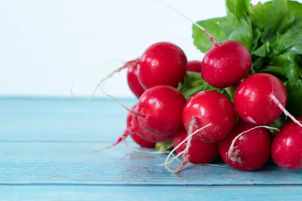 Bunch of fresh radishes on wooden table with white background. A closeup. Copy space. Healthy organic root vegetables for salad.