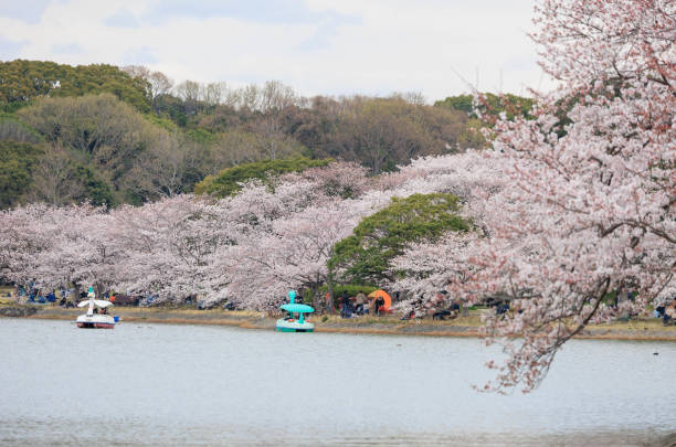 istock Akashi Park and cherry blossoms in spring 