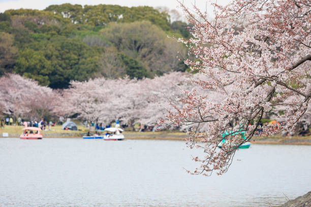 istock Akashi Park and cherry blossoms in spring 