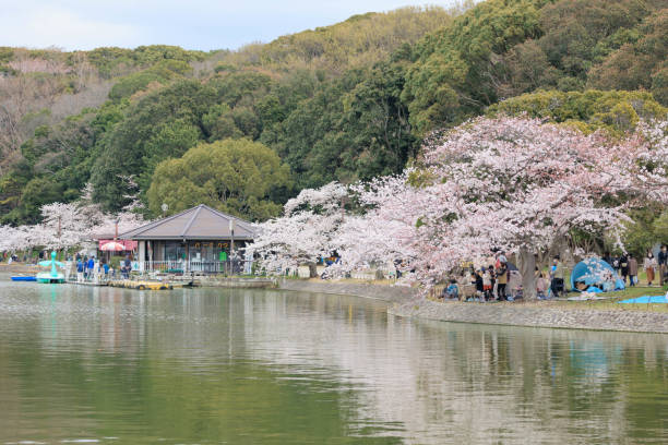 istock Akashi Park and cherry blossoms in spring 