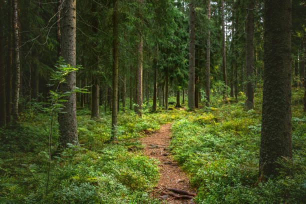 splendido scenario forestale con pini e muschio verde - woods foto e immagini stock