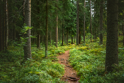 A beautiful forest scenery with pine trees and green moss