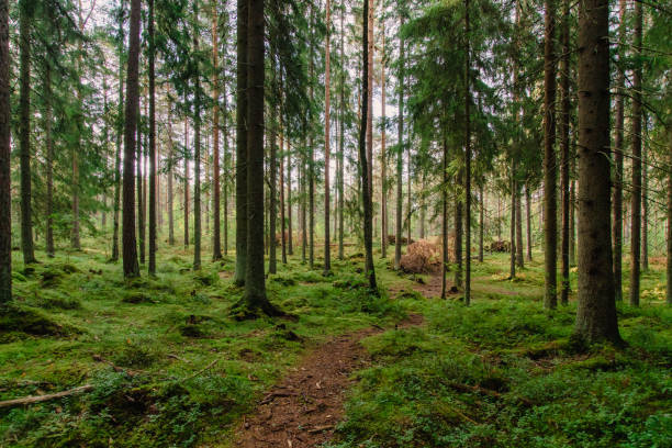 A beautiful forest scenery with pine trees and green moss