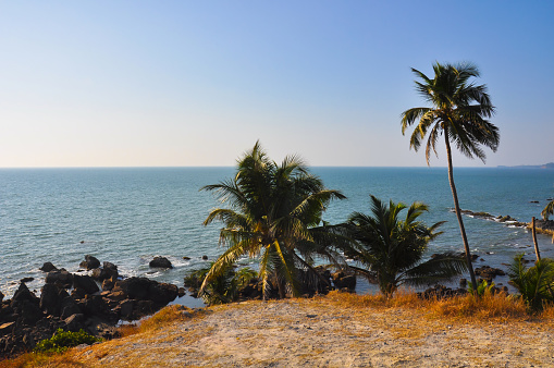Wild beach with palm trees and stones on the seashore in Arambol, Goa, India