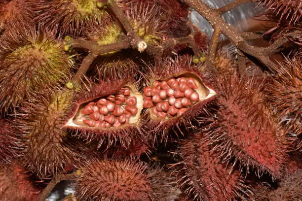 Annatto (Roucou or Achiote or Bixa orellana) fruit pods and a pod filled with seeds.