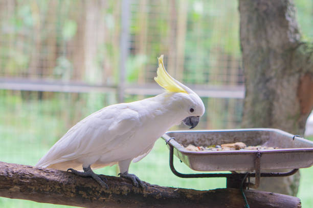 istock a yellow-crested parrot perched on a tree trunk in a cage 1452590792