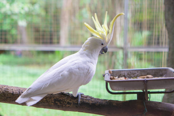 istock a yellow-crested parrot perched on a tree trunk in a cage 1452590796