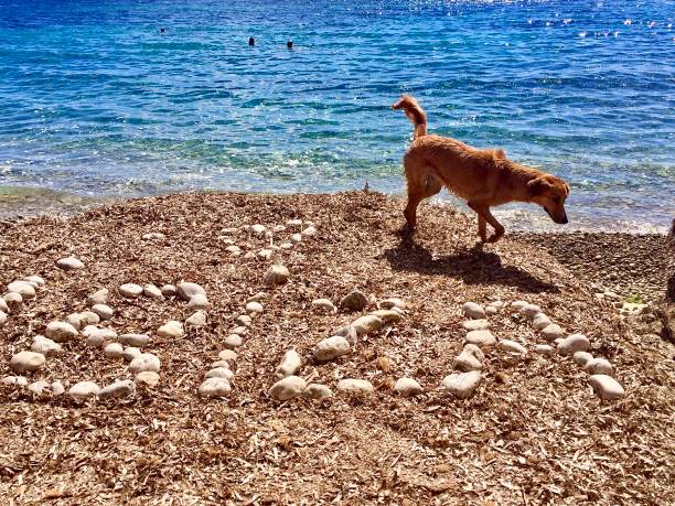 Dog sitting on rocks on the edge of the water.