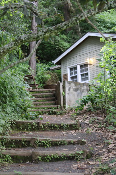 cabin in the middle of the woods