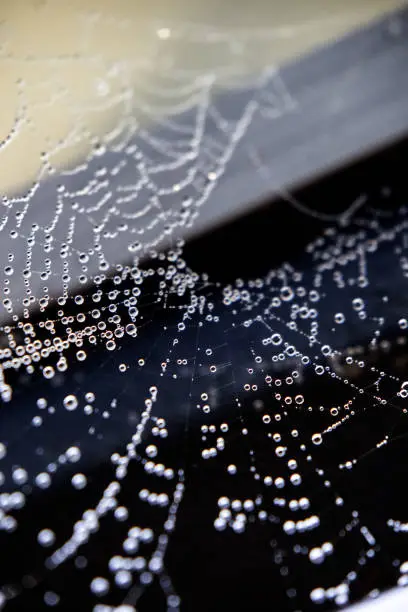 Photo of Spiders Web with Droplets